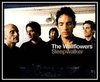 The Wallflowers - Sleepwalker Downnload Ringtone