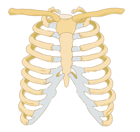 Ribs Download Ringtone