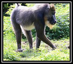 Mandrill Download free