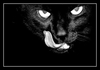 Black Cat Smile Download Ringtone