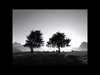 Ludovico Einaudi - Two Trees Downnload Ringtone